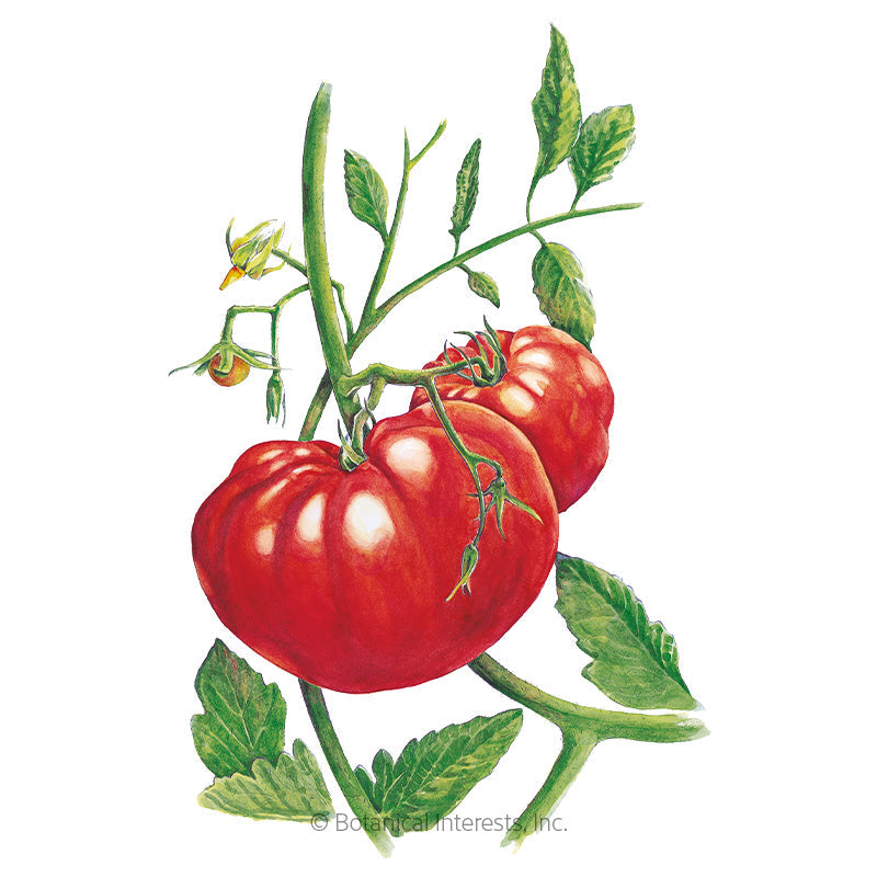 1,872 Beefsteak Tomato Varieties Royalty-Free Images, Stock Photos