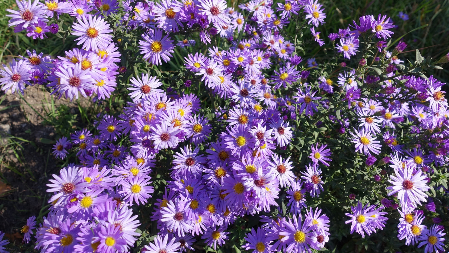 Aster Flowers Grown From Seed