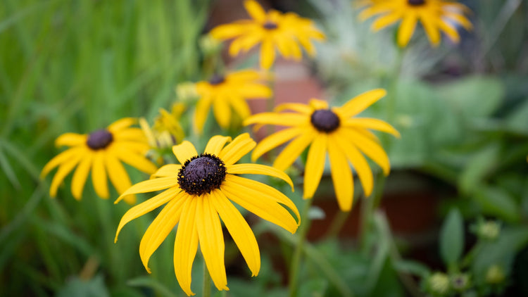 Black Eyed Susan Perennial Growing in Alabama