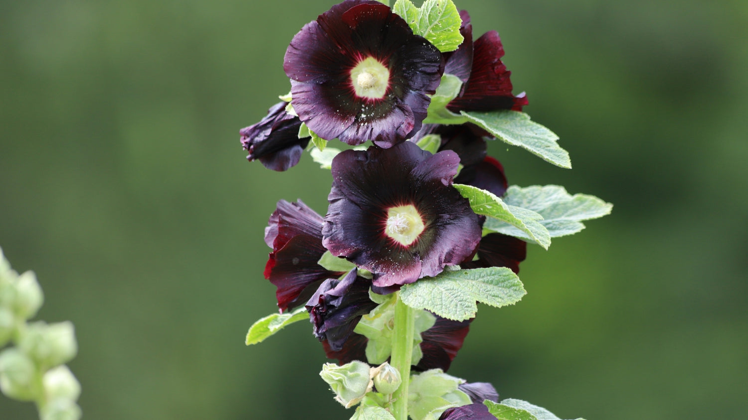 Black Flower Seeds Blooming in Garden