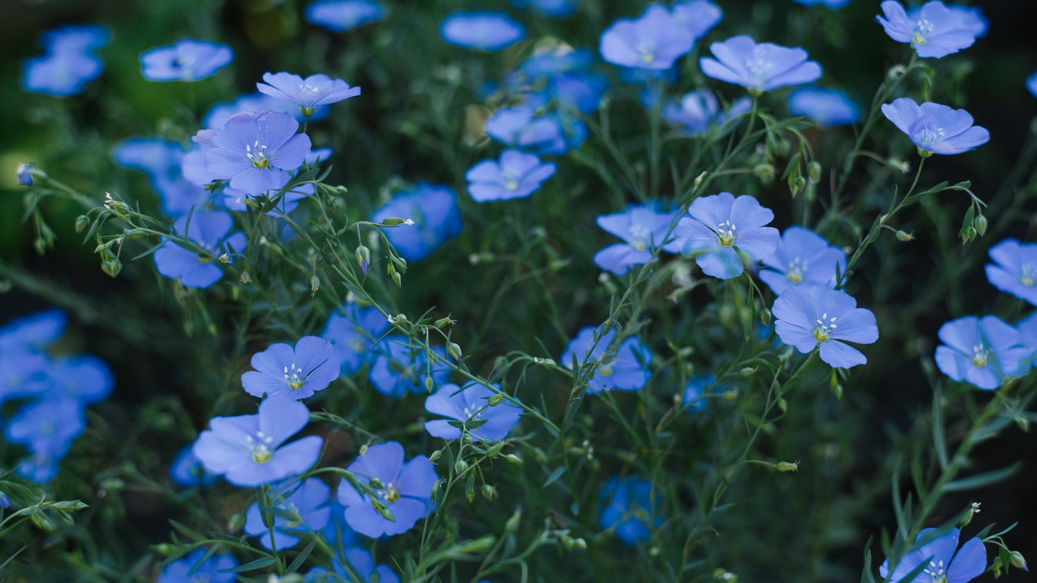 Blue Flax Flowers Grown From Seed