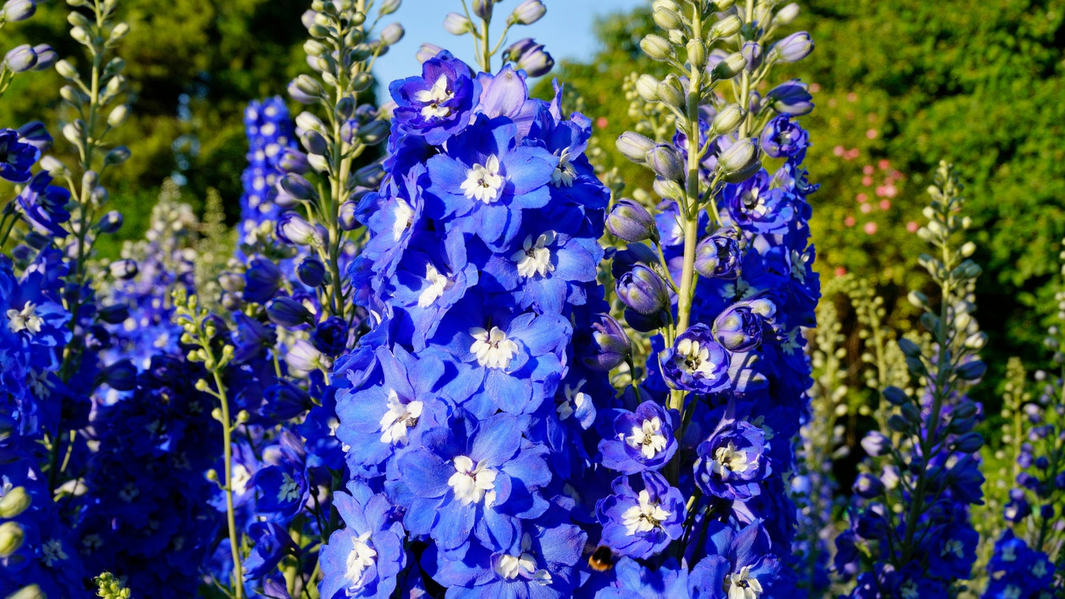 Blue Flower Seeds Blooming in Garden