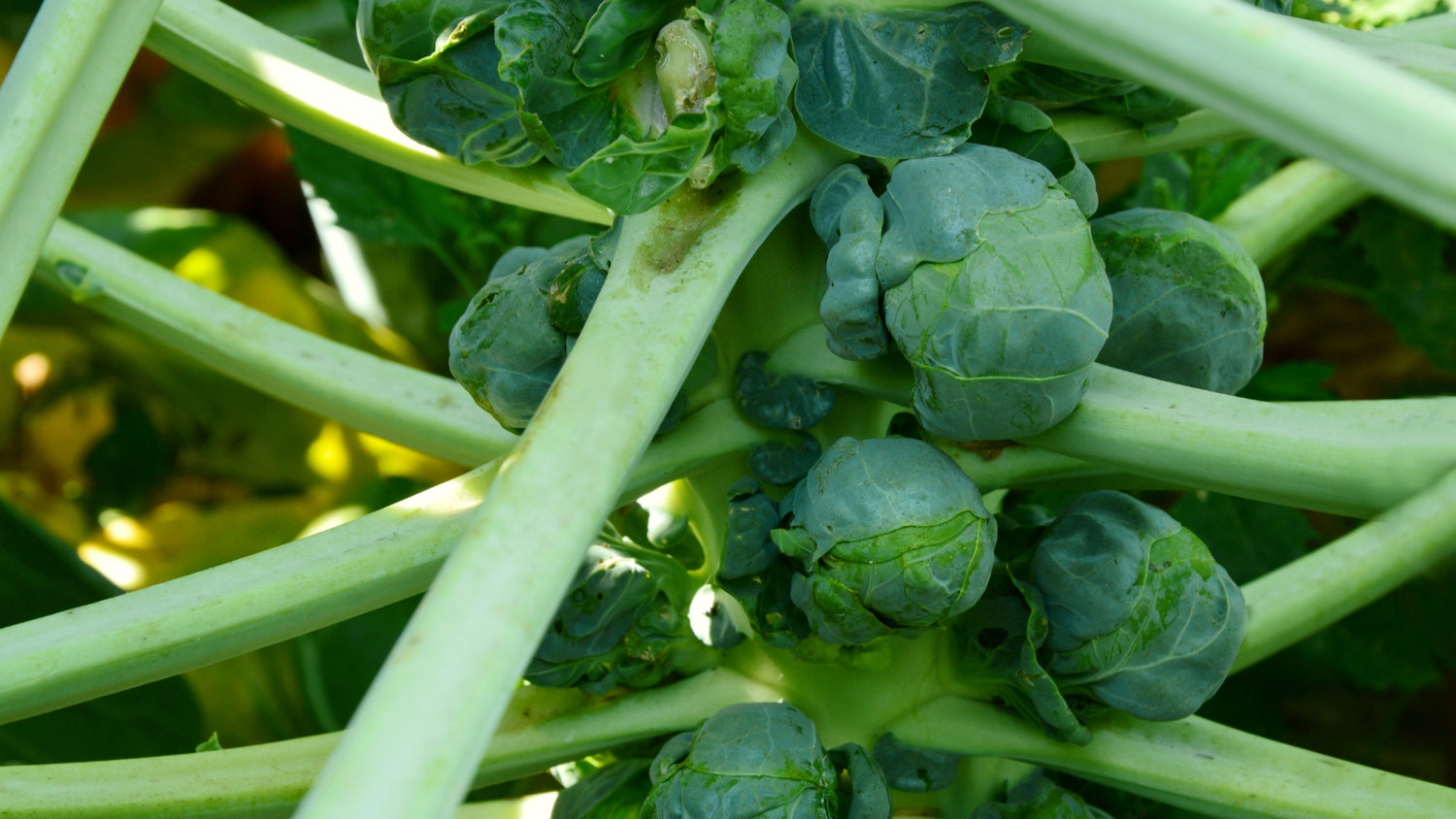 Brussels Sprouts Grown From Seed