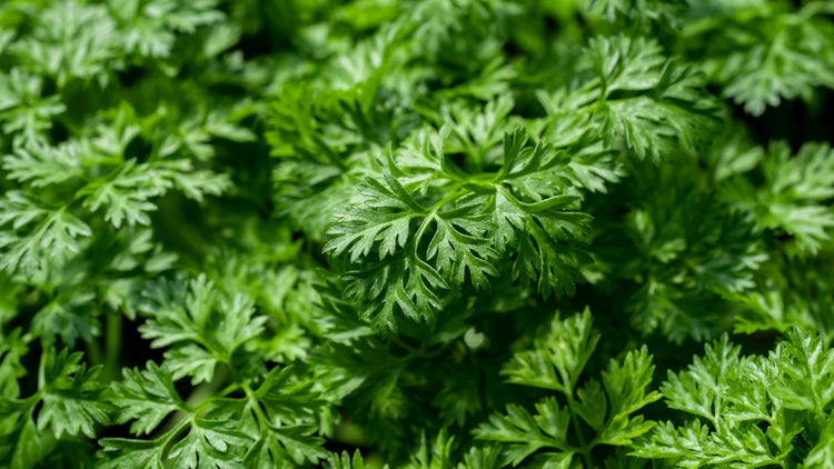 Chervil Grown From Seed in Garden