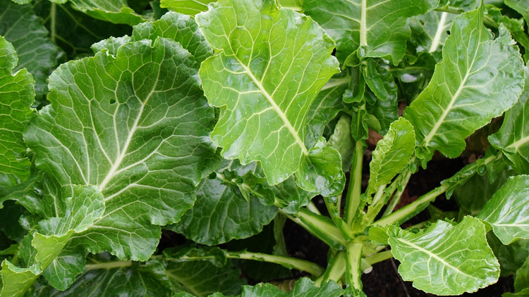 Collards Grown From Seed