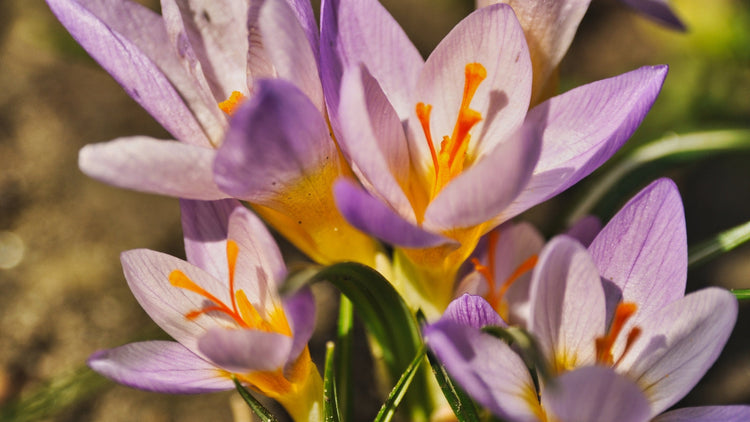 Crocus Flowers Blooming in Garden