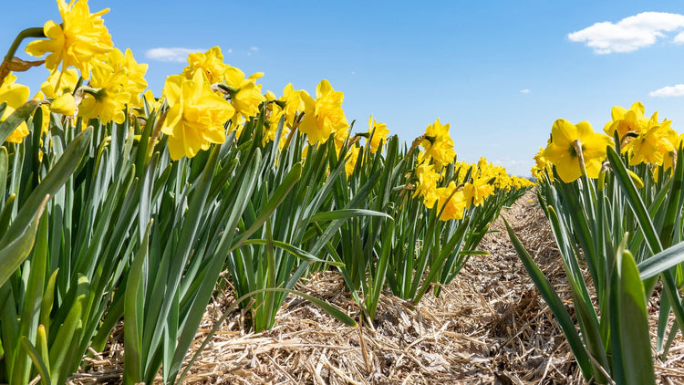 Daffodil Bulbs Blooming in Garden