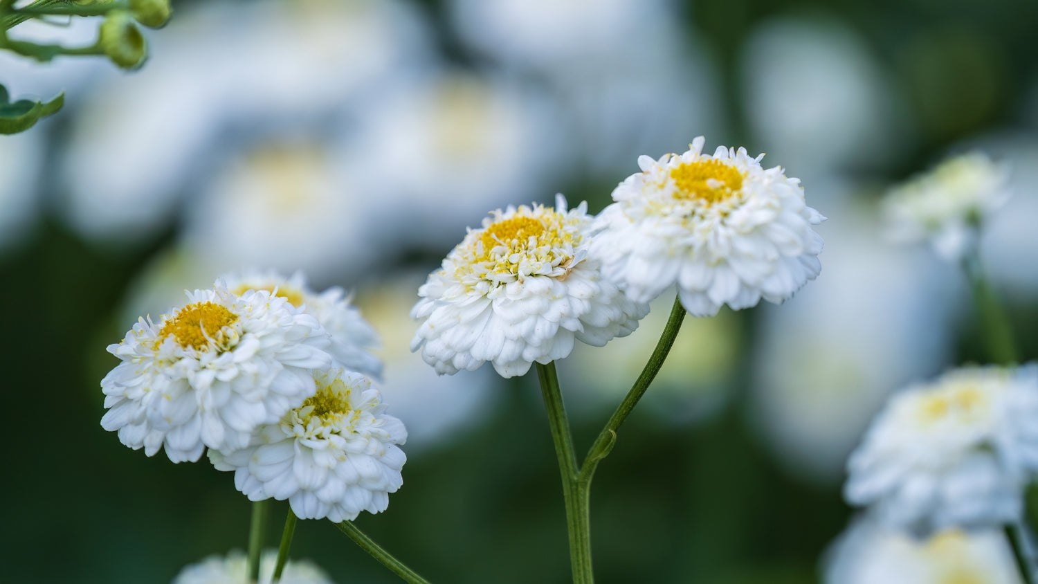 Feverfew Seeds Growing in Garden