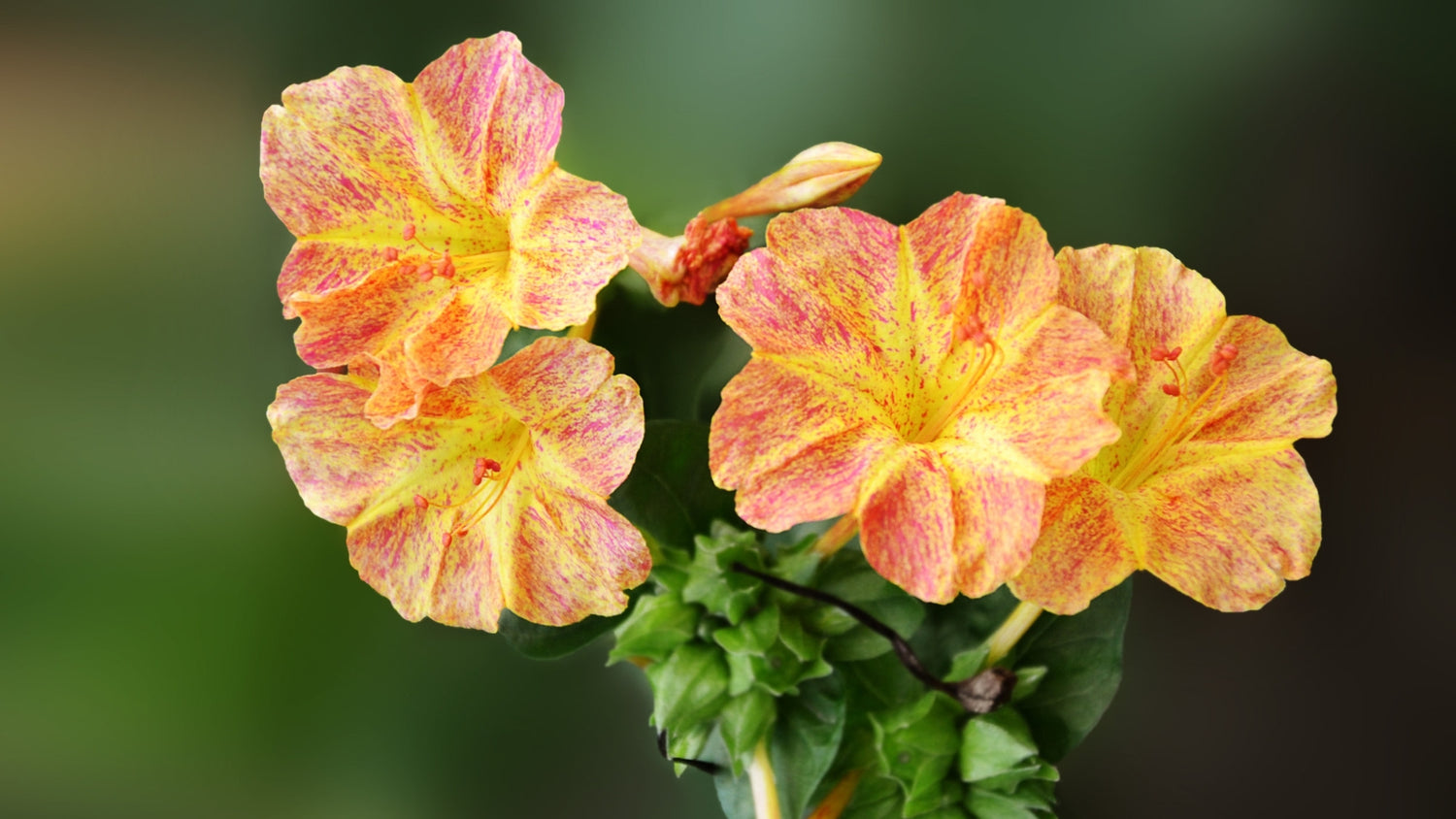 Four oclock Flowers Growing From Seed