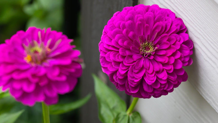 Giant Purple Flowers Blooming From Seed