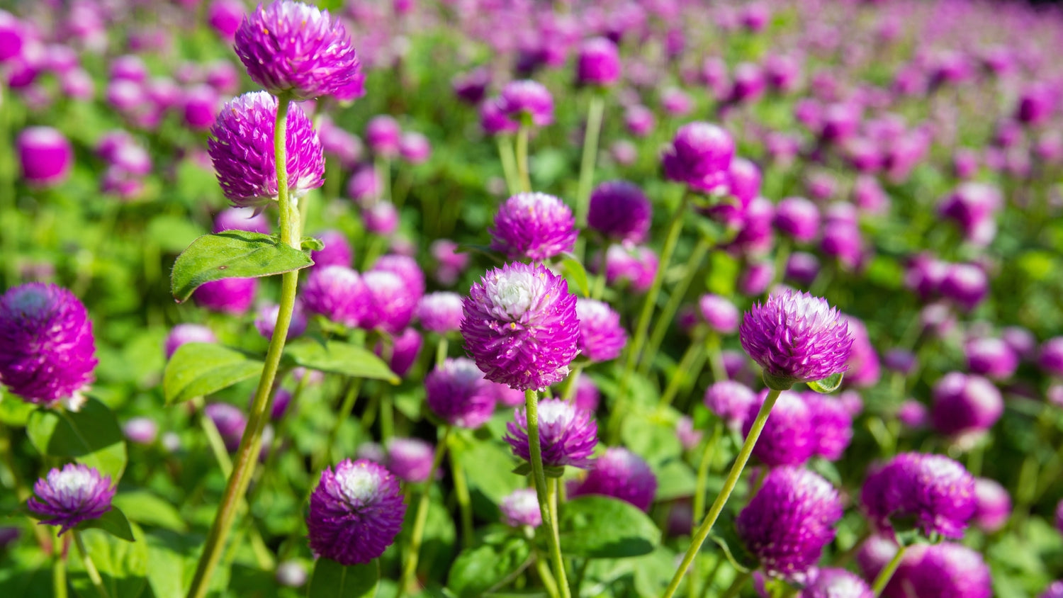 Gomphrena Flowers Grown From Seed