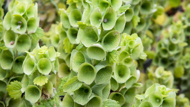 Green Flowers Growing From Seed