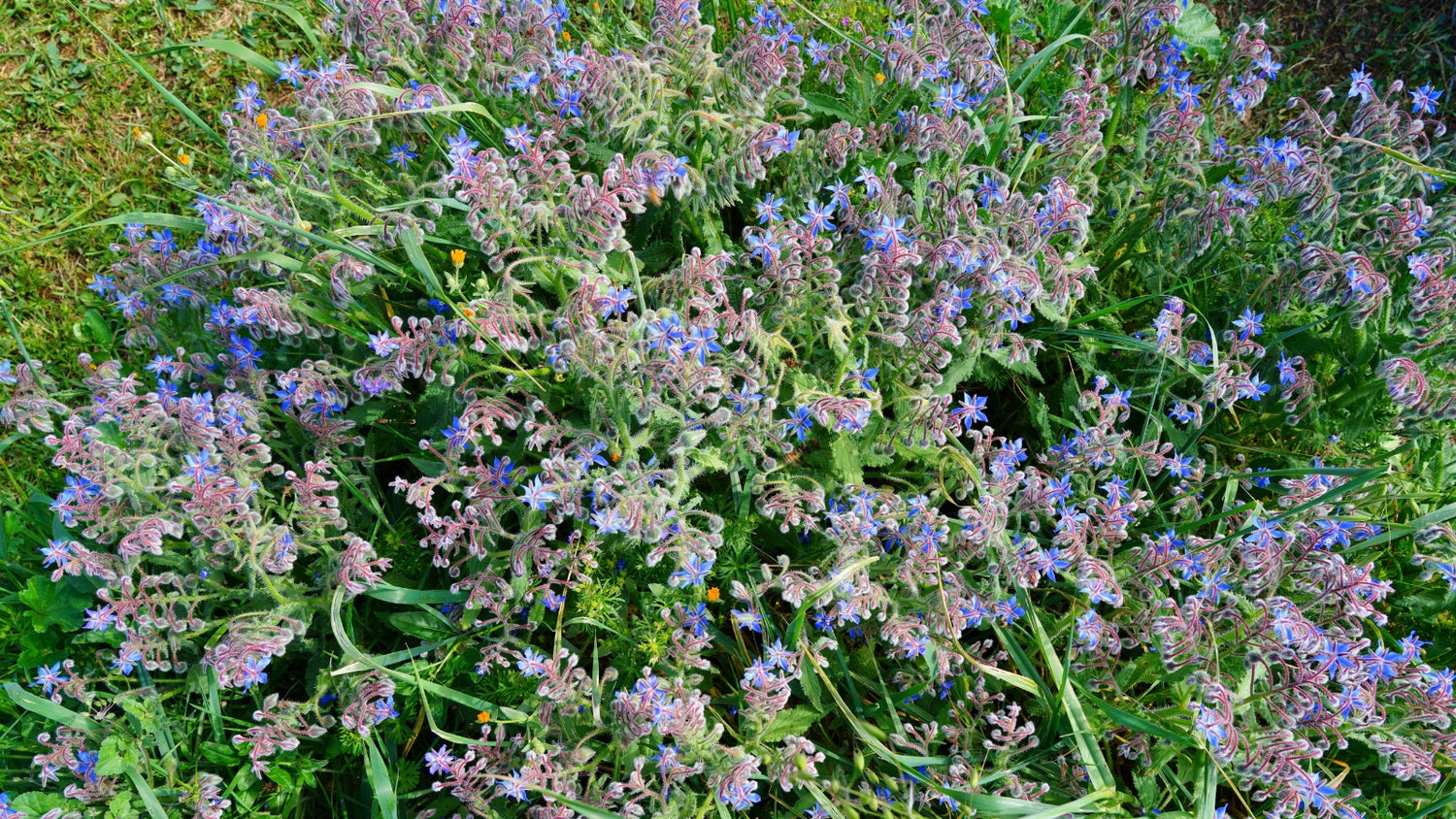 Heirloom Herb Seeds Growing in Garden