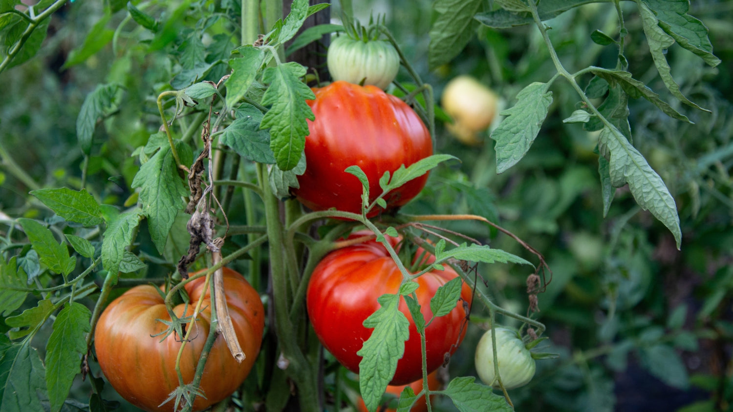 Heirloom Vegetable Seeds