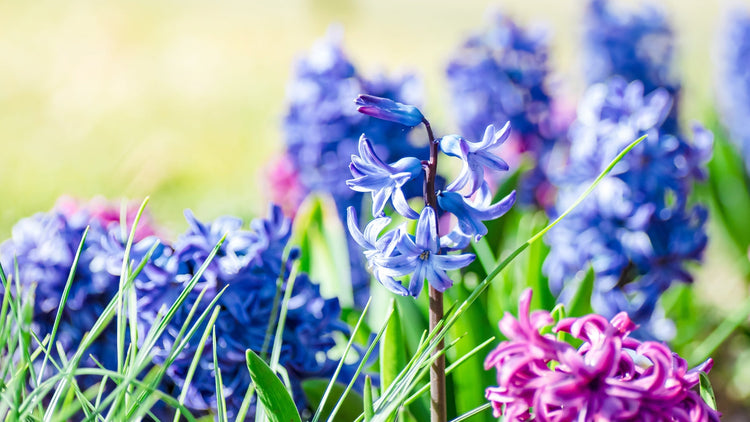 Hyacinth Bulbs Blooming in Garden