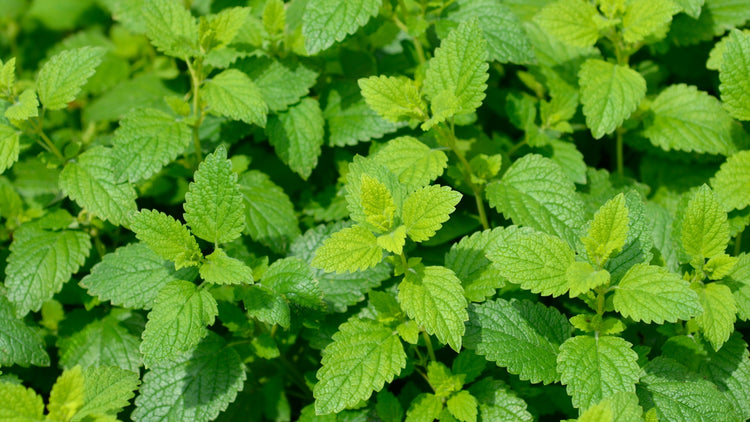 Lemon Balm Grown From Seed