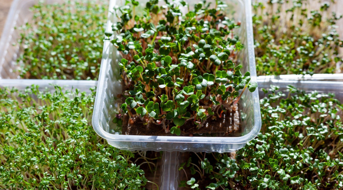 Microgreens Grown From Seed