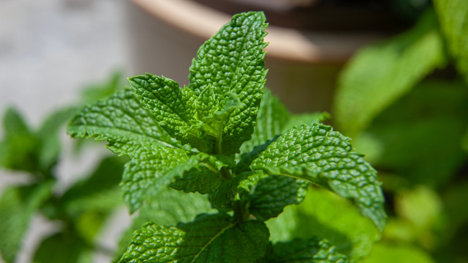 Mint Growing From Seed