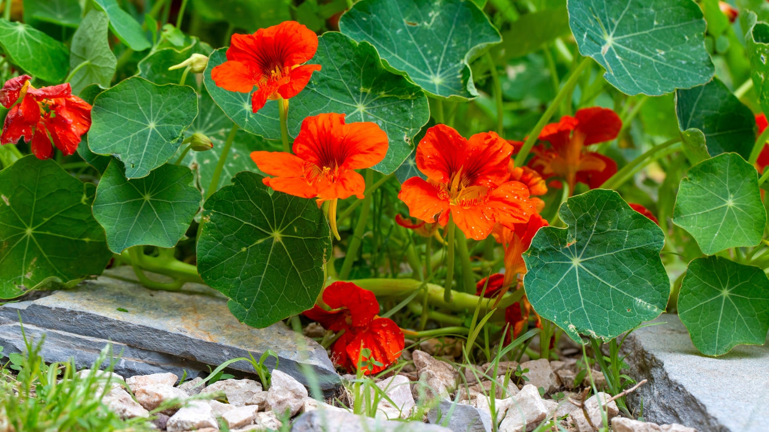 Orange Flower Seeds Growing in Garden