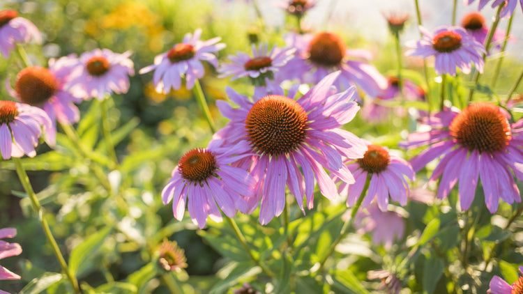 Perennial Flowers Blooming in Florida