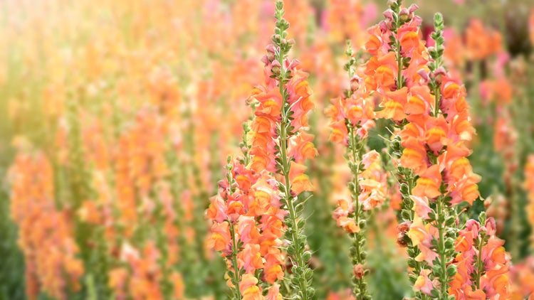 Perennial Flowers Blooming in Hawaii