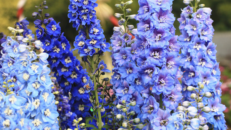 Perennial Flowers Blooming in Idaho