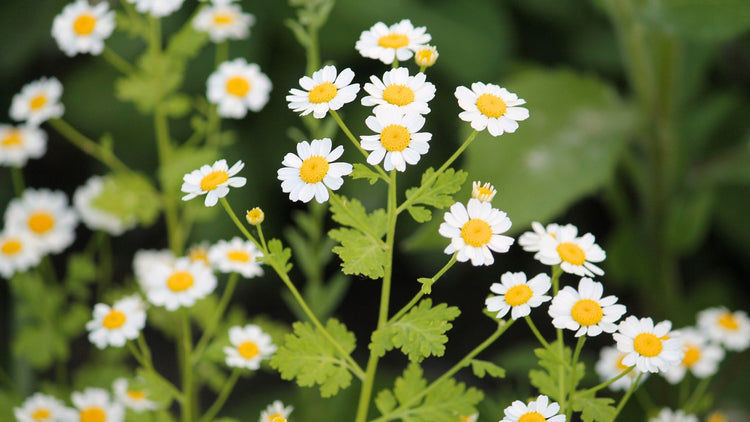 Perennial Flowers Blooming in Indiana