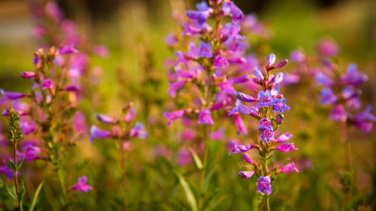 Perennial Flowers Blooming in Iowa