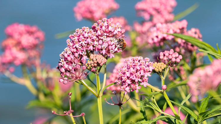 Perennial Flowers Blooming in Maine