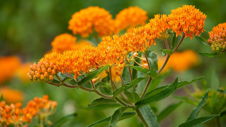 Perennial Flowers Blooming in Montana