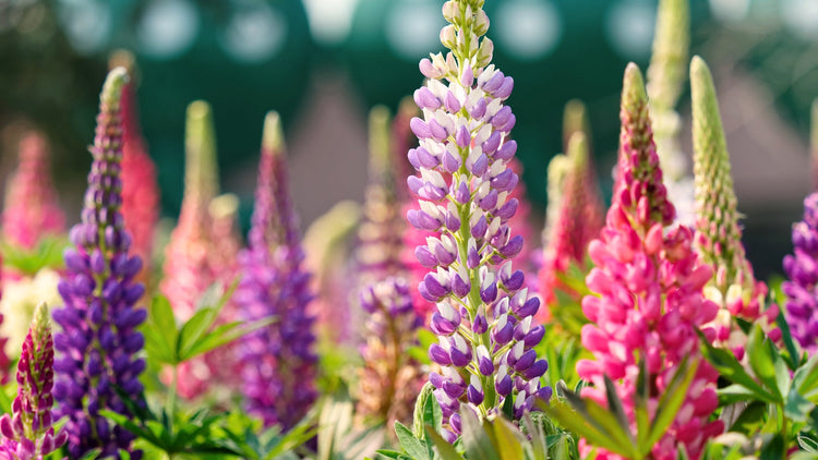 Perennial Flowers Blooming in Nebraska