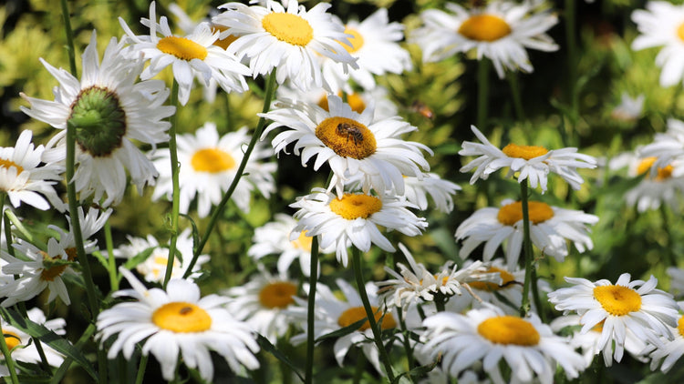 Perennial Flowers Blooming in New Hampshire