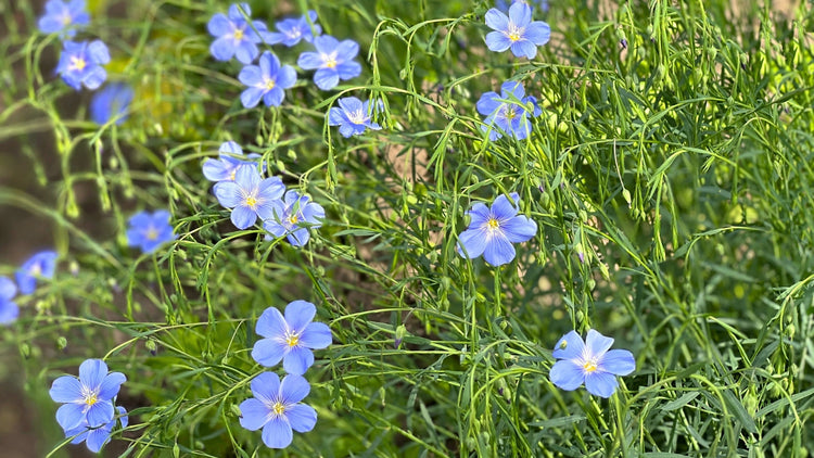 Perennial Flowers Blooming in New Jersey