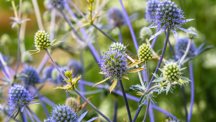 Perennial Flowers Blooming in New Mexico