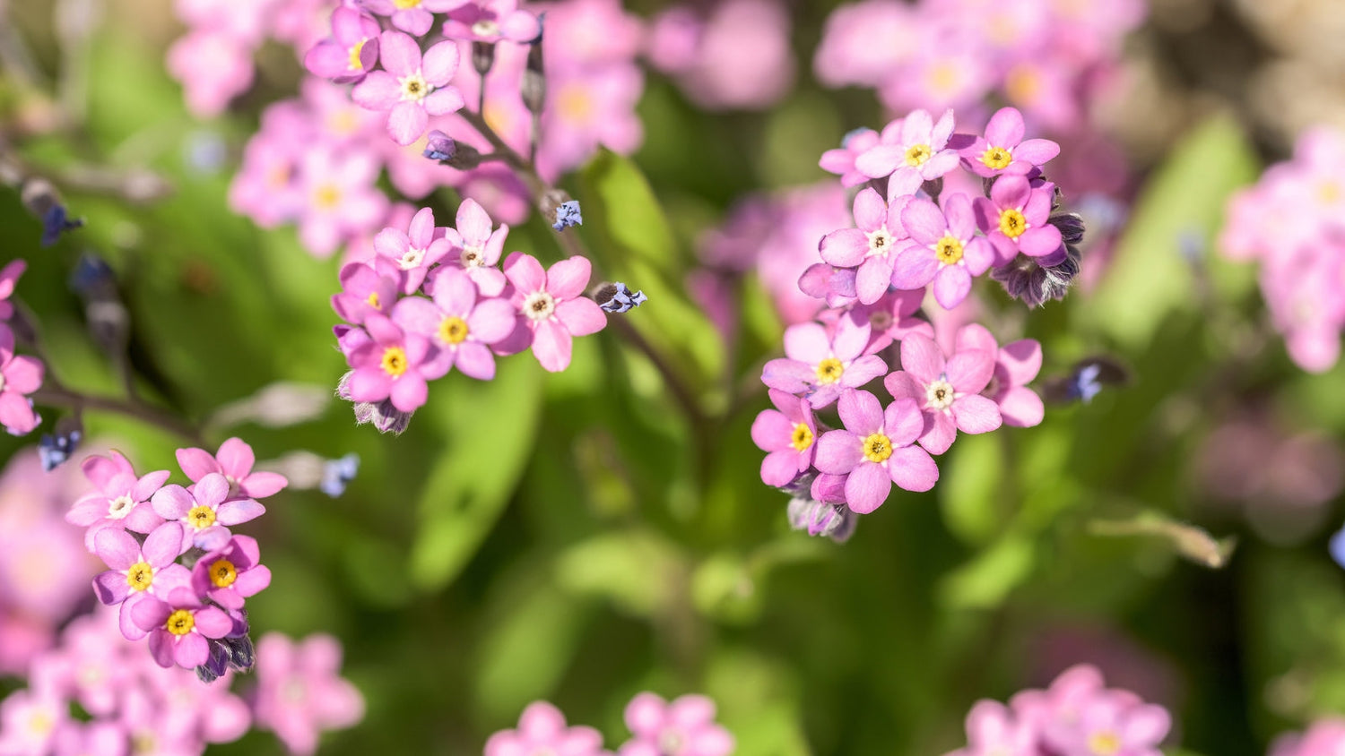 Perennial Flowers Blooming in New York