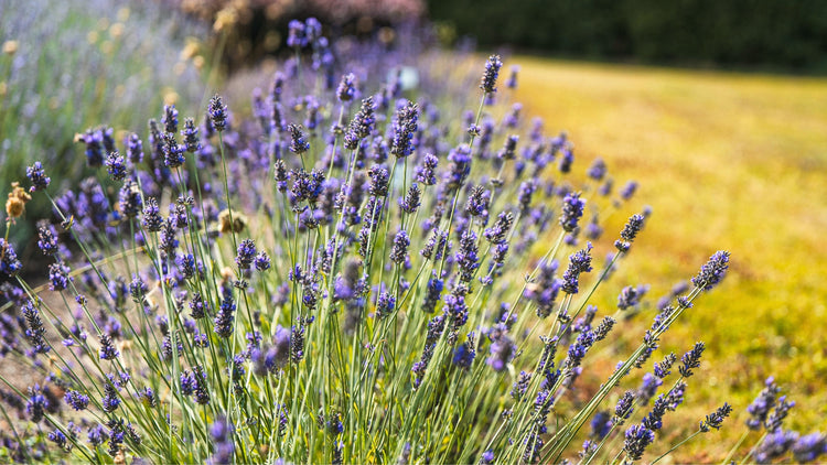 Perennial Flowers Blooming in North Carolina