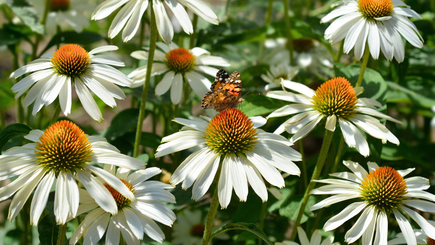 Perennial Flowers Blooming in North Dakota