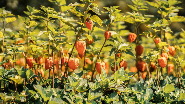 Perennial Flowers Blooming in Ohio