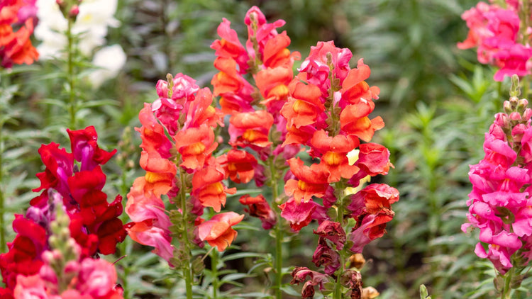 Perennial Flowers Blooming in Oklahoma