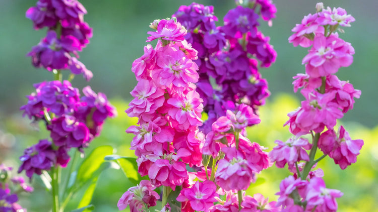 Perennial Flowers Blooming in Oregon