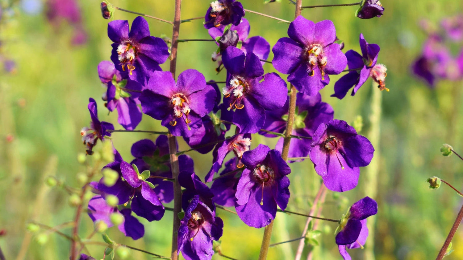 Perennial Flowers Blooming in Pennsylvania