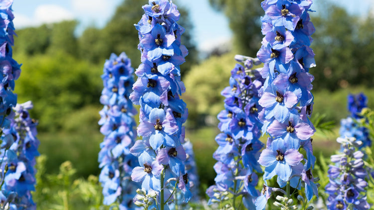 Perennial Flowers Blooming in Rhode Island