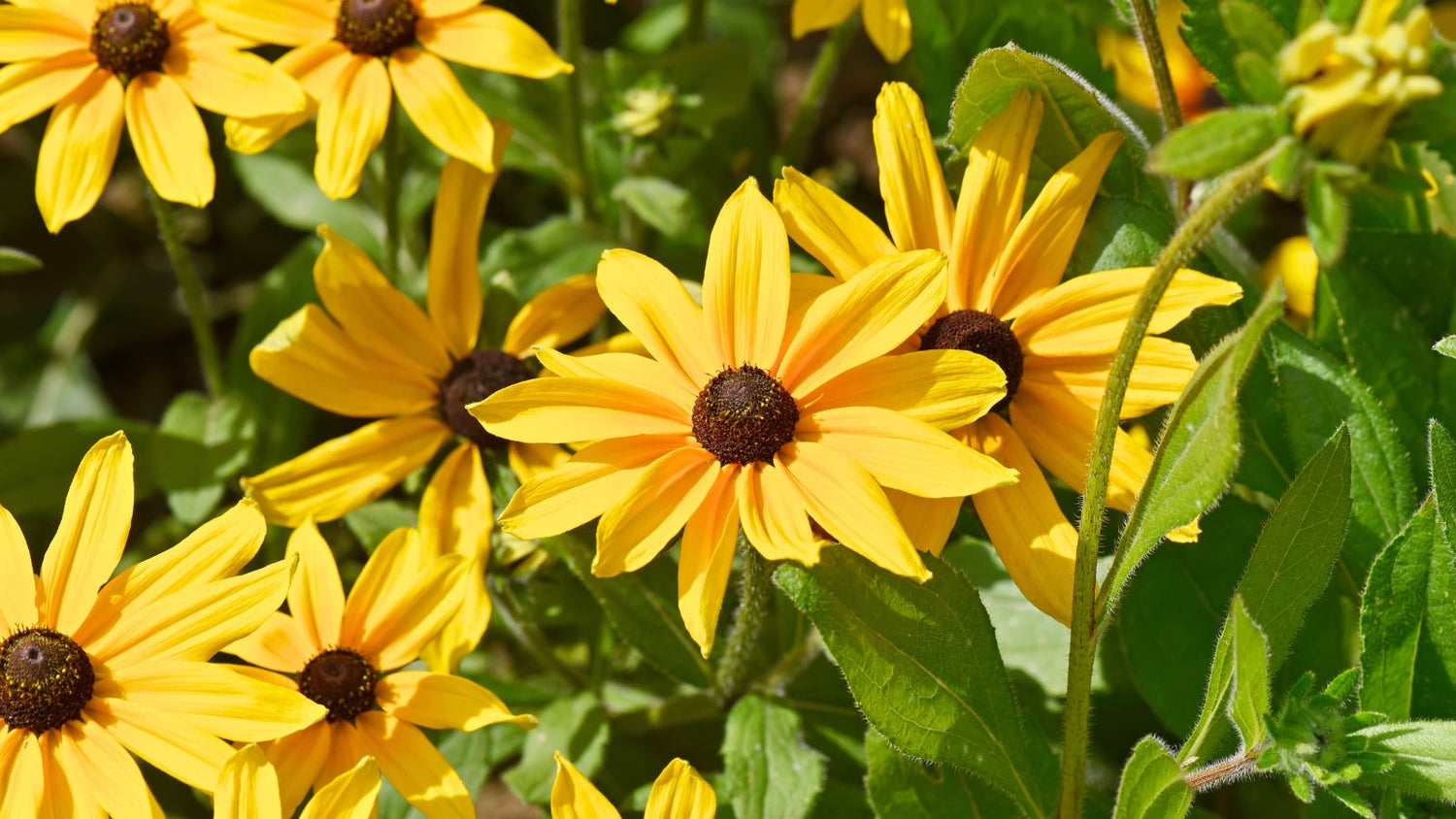 Perennial Flowers Blooming in South Carolina