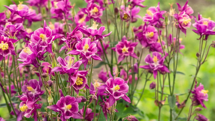 Perennial Flowers Blooming in South Dakota