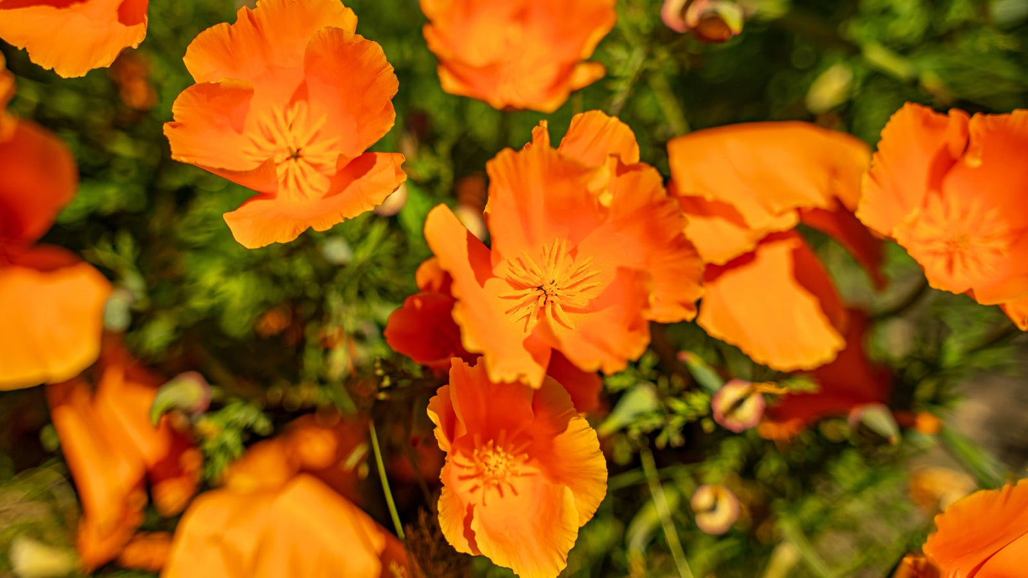 Perennial Flowers Blooming in Tennessee