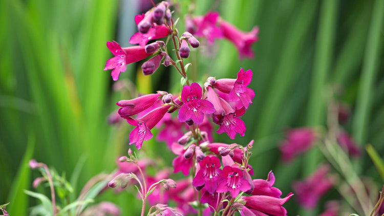 Perennial Flowers Blooming in Texas