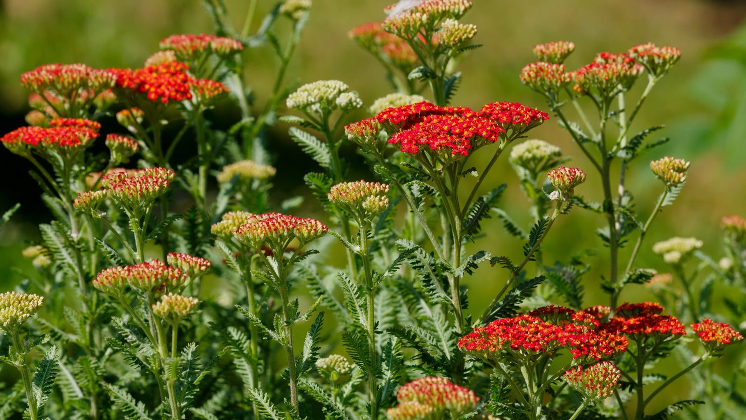 Perennial Flowers Blooming in Utah