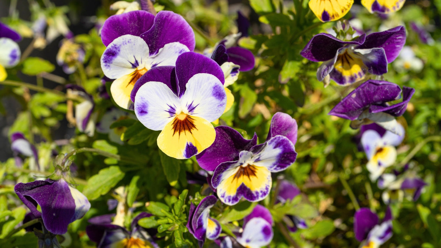 Perennial Flowers Blooming in Vermont