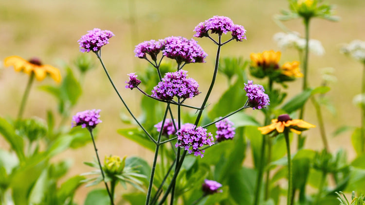 Perennial Flowers Blooming in Virginia