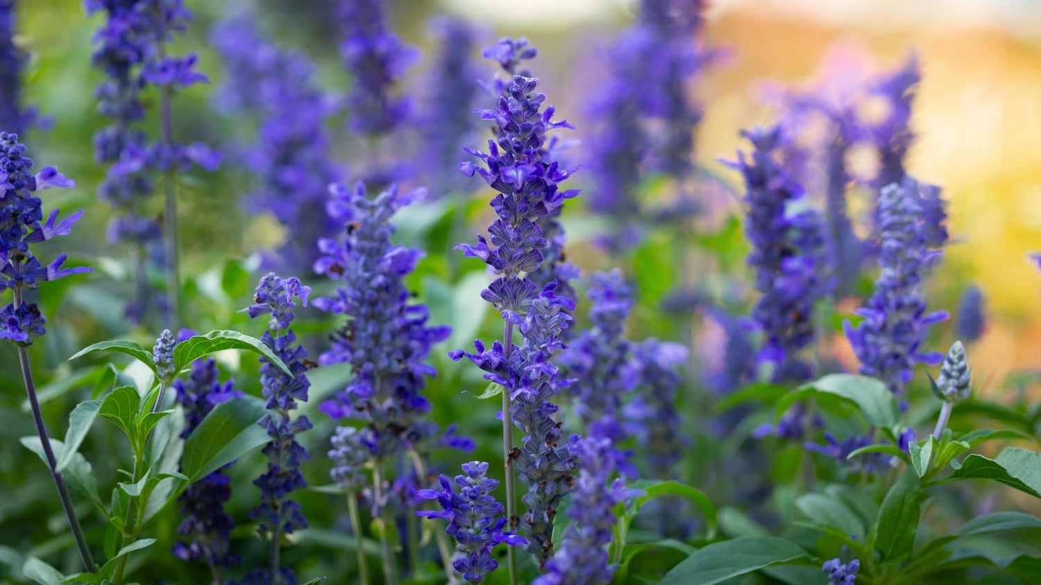 Perennial Flowers Blooming in Washington